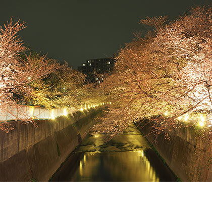 夜桜ライトアップ風景写真撮影
